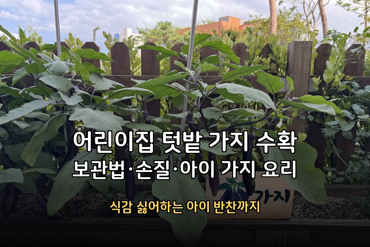 어린이집 텃밭 가지 수확 – 가지 보관법·손질법·아이 가지 요리 (식감 싫어하는 아이 반찬)
