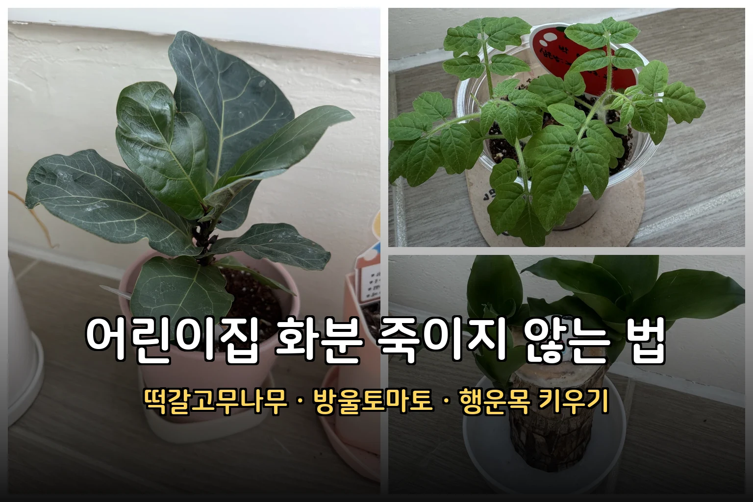어린이집 화분 죽이지 않는 법 (떡갈고무나무·방울토마토·행운목 키우기)