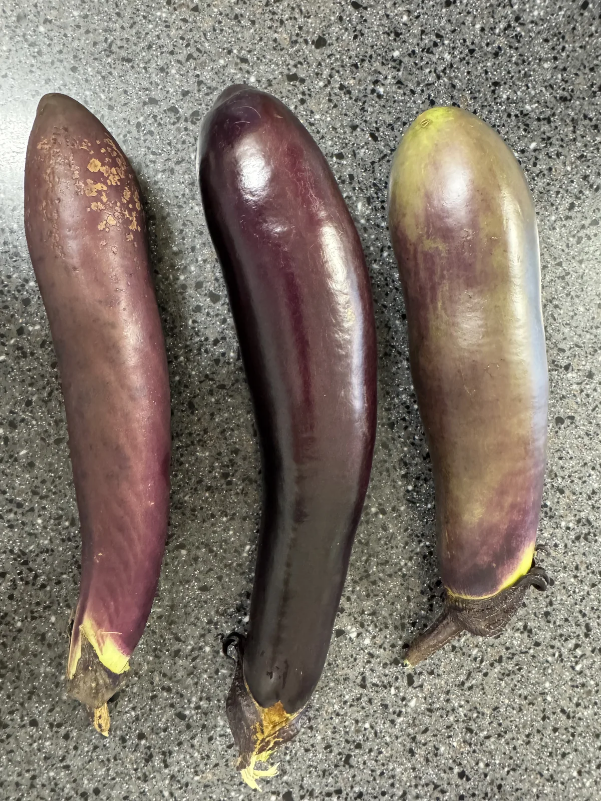 어린이집 텃밭에서 수확해 온 가지
